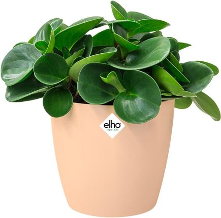 Gardebruk Doniczka Bruksela Zestaw 6 Sztuk Brzoskwinia 14X13Cm 14L - zdjęcie 3