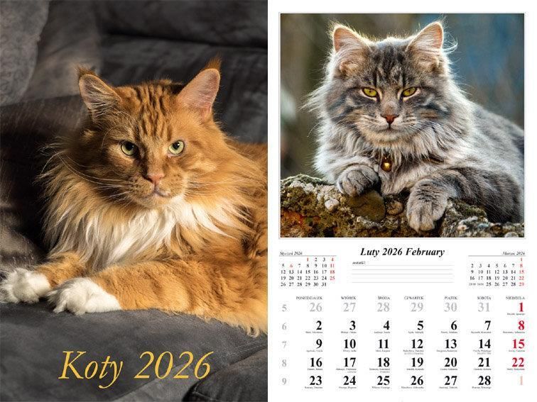 Zdjęcie Kalendarz 2026 ścienny 7-k Koty - Bochnia