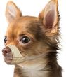 Duvo+ Kaganiec Dog Muzzle Rubber Rozmiar S