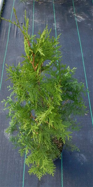 Thuja Tuja Plicata MARTIN 70 80 Cm Ceny I Opinie Ceneo Pl