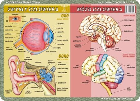 Anatomia Człowieka - Podkładka Edukacyjna Nr 055 - zdjęcie 2