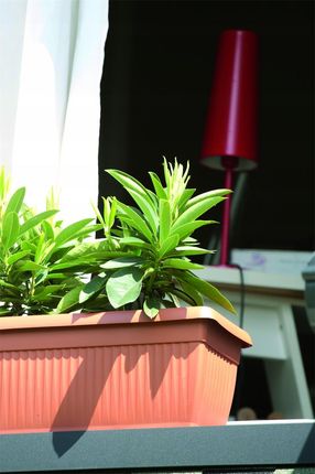 Prosperplast Skrzynka Balkonowa Terra Dtt600 60x25,7 Cm Antracytowy - zdjęcie 2