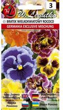 Zdjęcie W. Legutko Bratek Wielokwiatowy Rococo Germania Exclusive Mischung - Piotrków Trybunalski