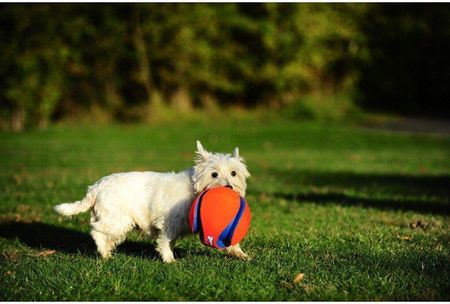 chuckit! KICK FETCH LARGE (251201) - zdjęcie 2