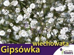 W Legutko Gipsówka Wiechowata Biała 1G Ceny i opinie Ceneo pl