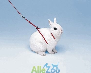 Zdjęcie Ferplast szelki dla królika 120cm - Chełmek