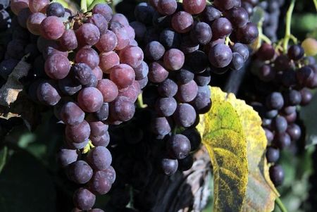 Pojemnik Fermentacyjny Przeźroczysty 30L z Kranem - zdjęcie 2