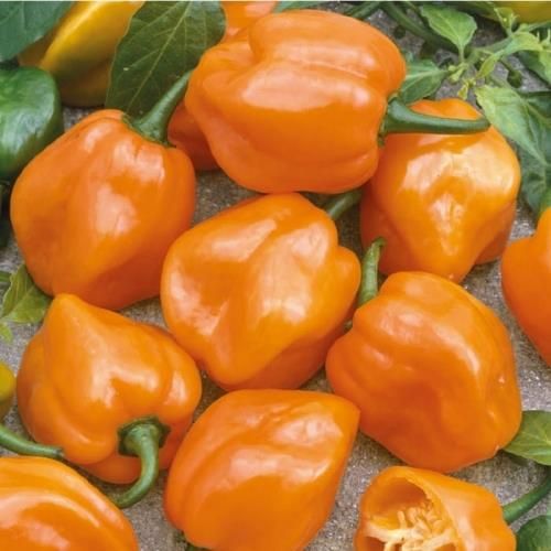 Kiepenkerl Papryka Habanero Orange Pomara Czowa Ceny I Opinie