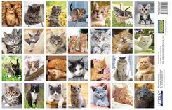 Zdjęcie Naklejki Koty - Czerwionka-Leszczyny