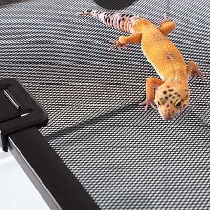 Repti-Zoo Terrarium Rak 50X30X25Cm - zdjęcie 6