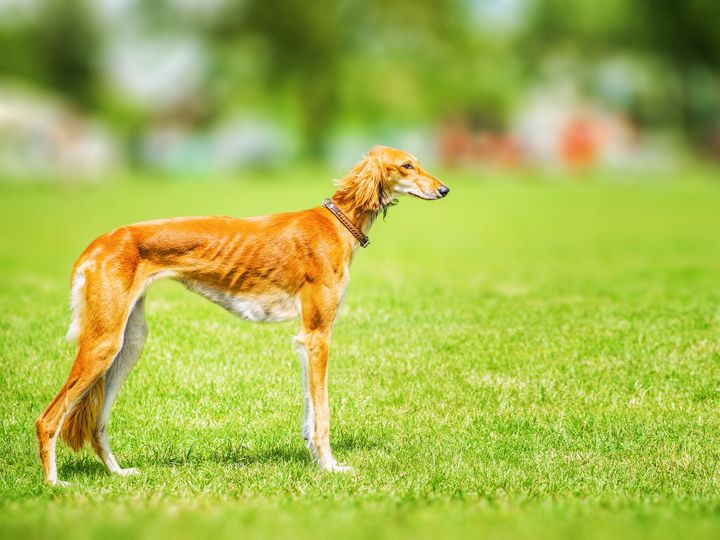 Saluki dog, Persian Greyhound on green grass.