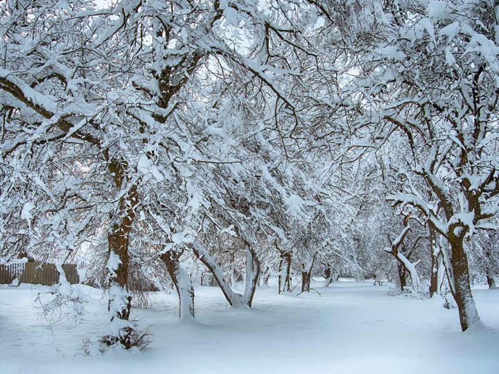 śnieg