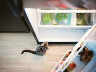 poziomowanie lodówki