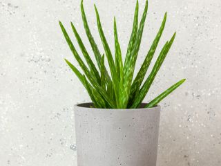 Ranking polecanych napojów z aloesem