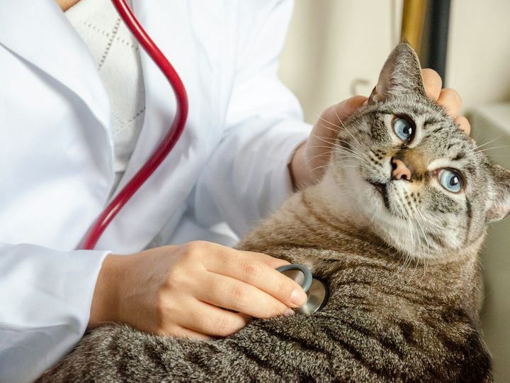 closeup on tabby cat at the vet with a stethoscope