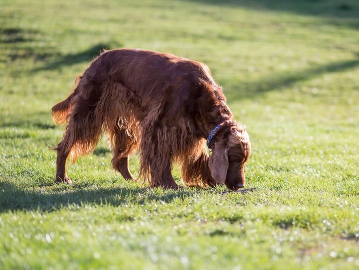 nosework