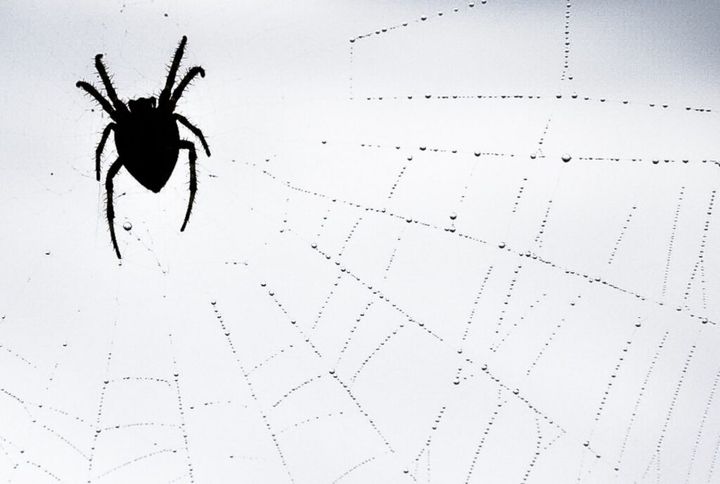 jak pozbyć się pająków z domu