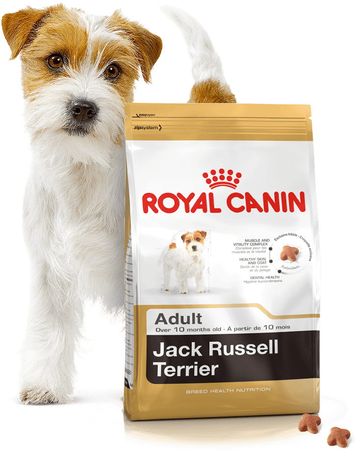 Роял канин для собак хороший корм. Корм Royal Canin для щенков Джек-Рассел-терьера. Роял Канин для Джек Рассела терьера. Корм для Джек Рассел терьера Роял Канин. Роял Канин для собак Джек Рассел.