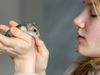 Ile kosztuje chomik? Przewodnik dla przyszłych właścicieli