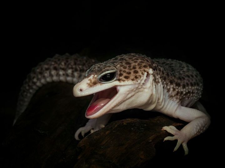 max snow leopard gecko