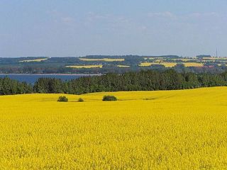 Olej rzepakowy – zdrowy dodatek do diety dziecka