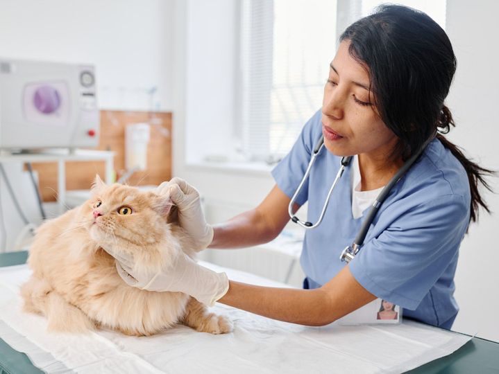 Doctor Checking Cats Ears