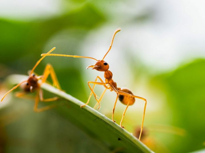 mrówki w ogrodzie