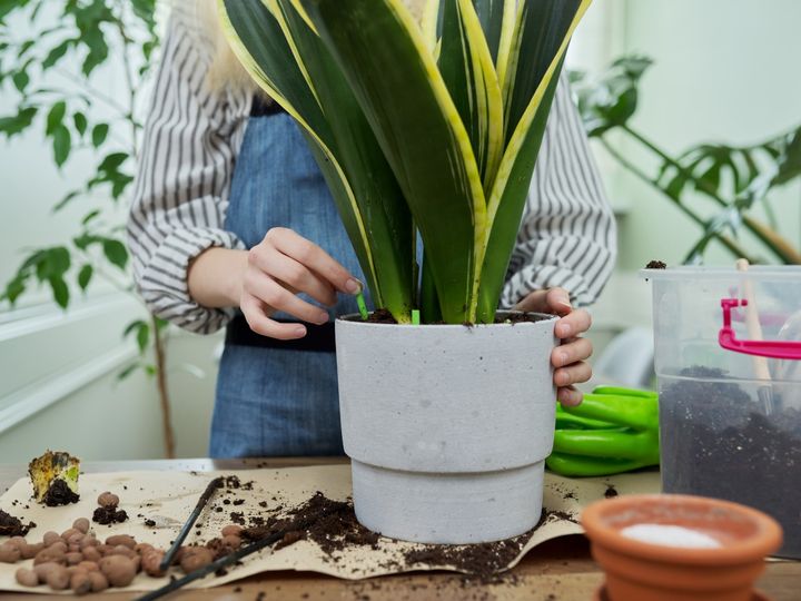 sanseveria