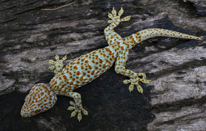 Tokay gecko clings into a tree