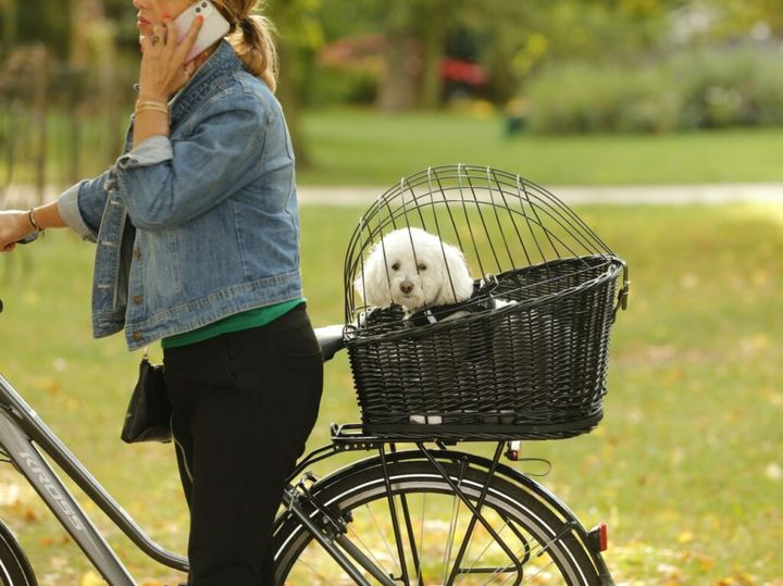 kosz na rower dla psa