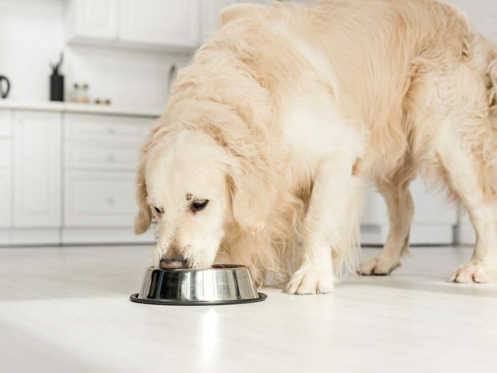 domowe jedzenie dla psa