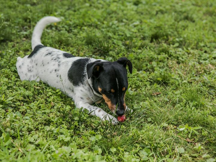 dog to eat juicy ripe strawberry on grass