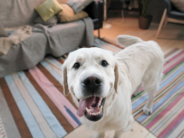 " kamerka do domu dla psa"