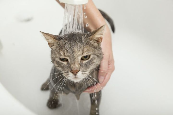 szampon dla kotów