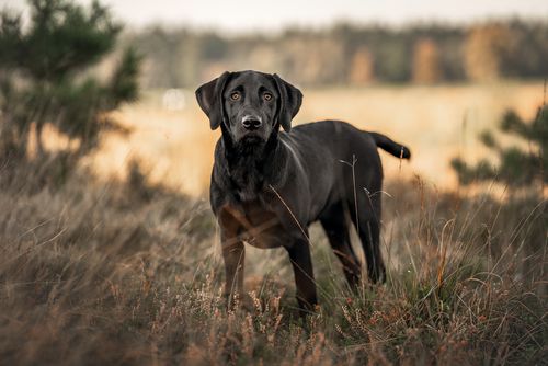 Karma Eukanuba Breed Specific Sucha karma dla doros ych psow rasy labrador retriever 12kg Ceny i opinie Ceneo.pl