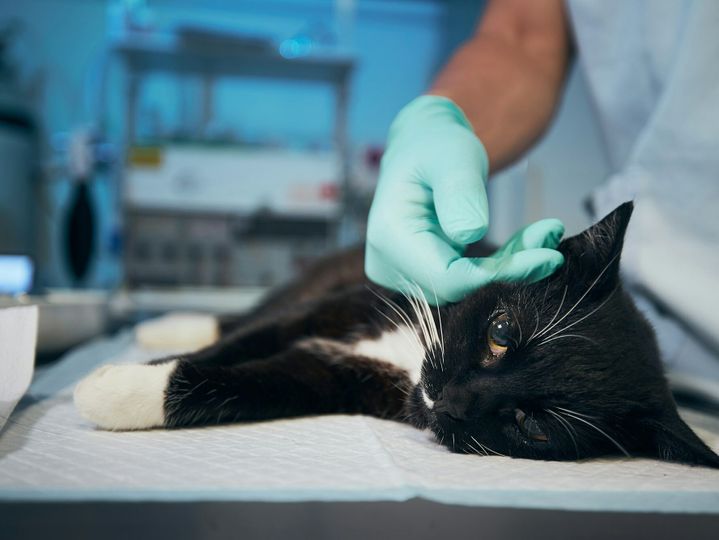 Hand of veterinary doctor stroking sick cat at animal hospital.