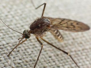 Naturalne sposoby na komary. Jaki olejek na komary będzie najlepszy?