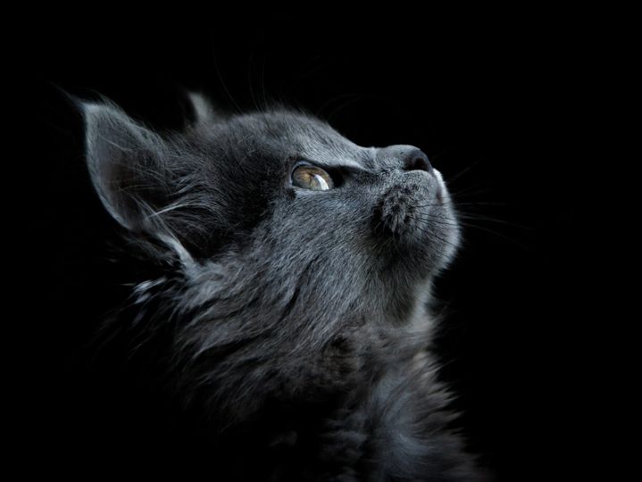 portrait of a cute grey cat