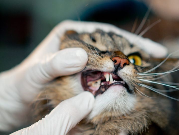 close up in a veterinary clinic veterinarian checks the condition of a cat's teeth