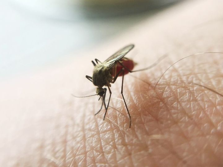 jak pozbyć się komarów z domu