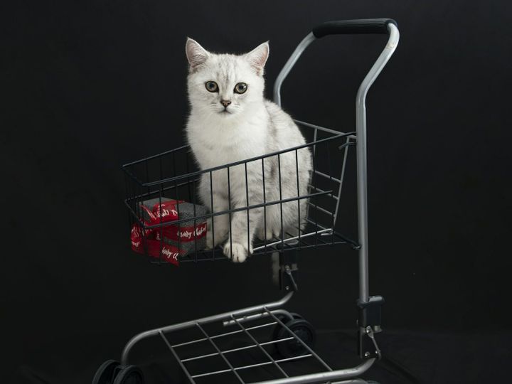 small scottish kitten in a shopping cart along with christmas gift boxes
