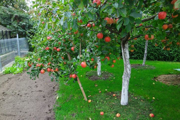 jak rozplanować drzewa owocowe w ogrodzie