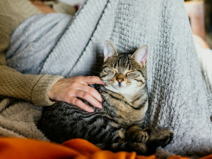 Cat on a couch