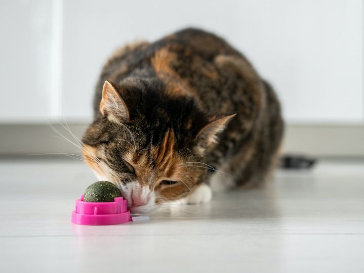 Cat eating ball from catnip at home for successful correction of behavior.