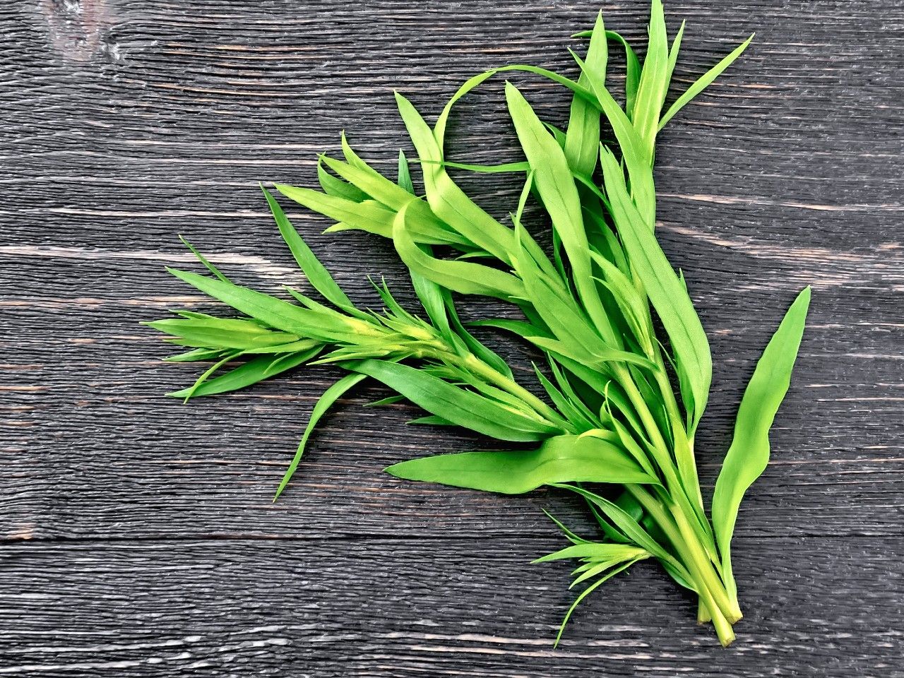 Estragon właściwości, działanie, stosowanie Dbam o siebie