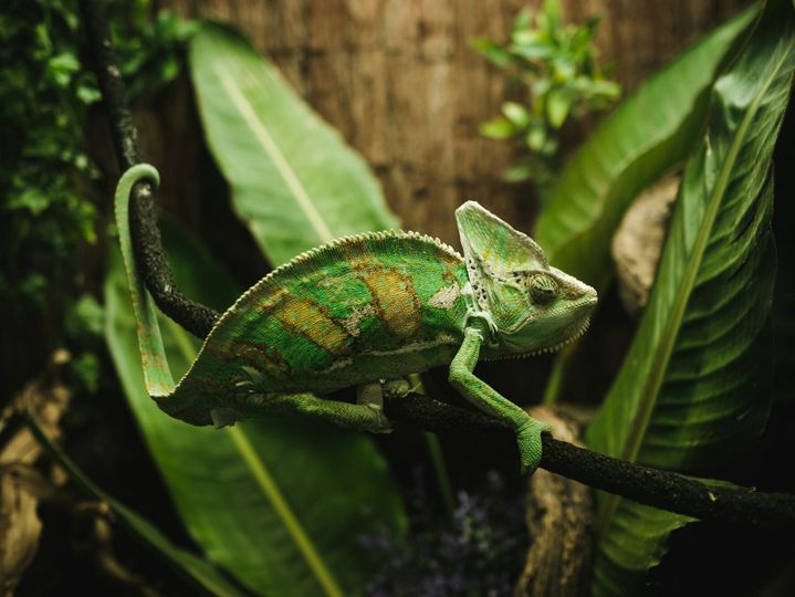 Green tropical chameleon on tree branch