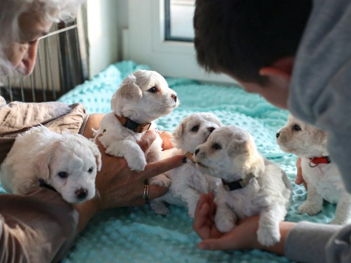 Newborn puppies, dogs.Bichon Frise puppies.