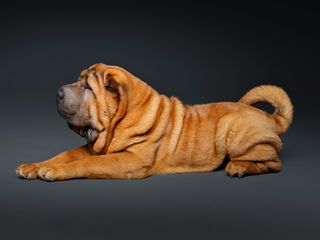 Shar Pei – co to za rasa?
