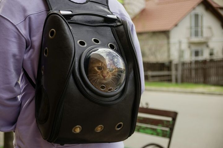 cat carrier backpack with red cat walking on street.