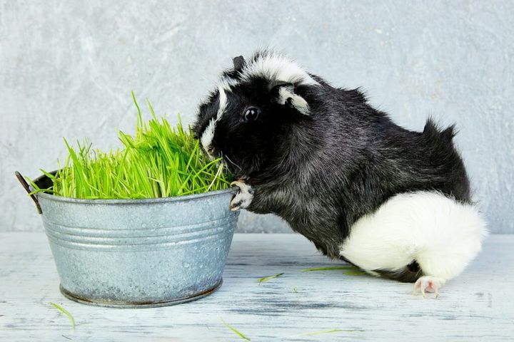 Blacck guinea pig near vase with fresh grass.